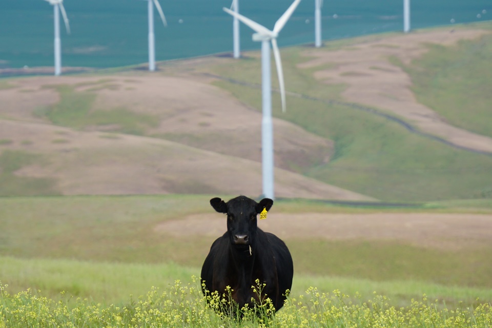 energia eólica